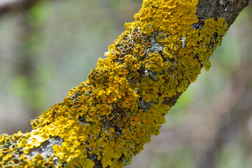Plenty of small golden colored maritime sunburst lichen, xanthoria parietina, with green moss and some small rocks. Closeup macro image from a walking bridge in Espoo, Finland. Springtime