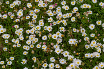 Field full of bloomed daisy in bright sun. Detailed view at white and yellow blooming Common Daisy or Bellis perennis in their natural habitat. Lawn Daisies or English Daises full frame background © Oleh Marchak