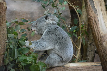 Cute gray koala on a branch