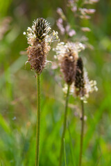 The lanceolata plantain, Plantago lanceolata, is a medicinal herb that has anti-cough properties...