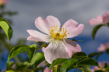 Dog rose, Rosa canina, climbing wild rose blooming in a park, close up with selective focus