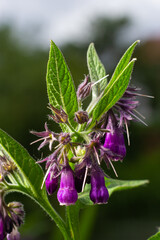 Comfrey, Symphytum officinale, flowers of a plant used in organic medicine