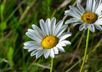 Blooming chamomile. Oxeye daisy, Leucanthemum vulgare, common, dog or moon daisy. Gardening concept