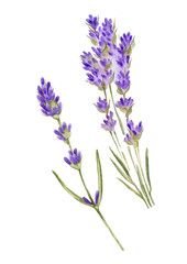 purple lavender flowers watercolor hand drawn floral elements. Can be used as poster, print,packaging, element design, label, postcard, invitation, greeting card.