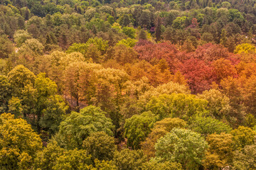 a mixed forest in the sunset from a top view