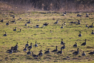 mallard duck in the wild, migratory bird, seasonal migration