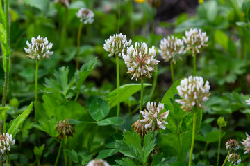 White clover aka Trifolium repens in grass on summer meadow. Close up of shamrock flower in green blurred background. Nectar source flowering plant