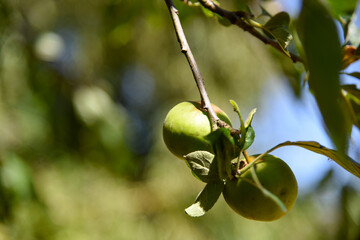 Pommier - pommes vertes