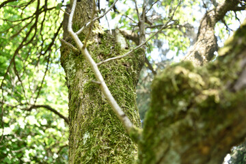 Fototapeta premium Tree in the woods
