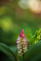 Plumed Cockscomb. Pink and white . A single bloom