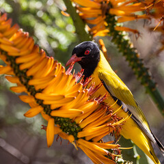Black-headed oriole feeding on an aloe flower