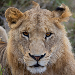 a portrait of a young male lion