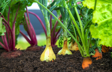 Vegetables grow in the garden. Selective focus.