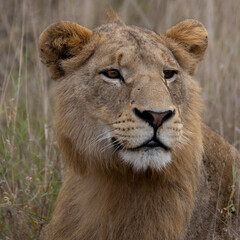 a portrait of a young male lion