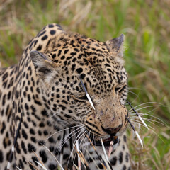Fototapeta na wymiar Leopard hunt and kill an African porcupine