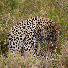Leopard hunt and kill an African porcupine