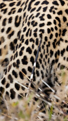 Leopard hunt and kill an African porcupine