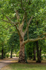 Fototapeta premium a beautiful tree in a city park