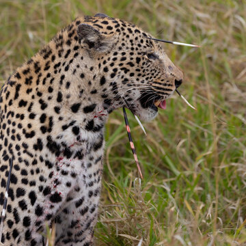 Leopard Hunt And Kill An African Porcupine