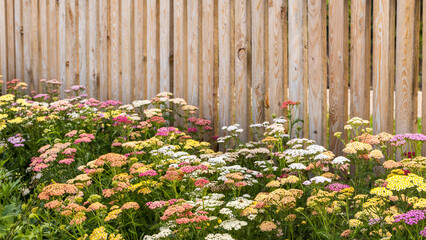 Beautifully blooming flowers, Yarrow on the background of a wooden fence, space for text, © Rochu_2008
