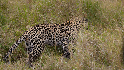 Leopard hunt and kill an African porcupine