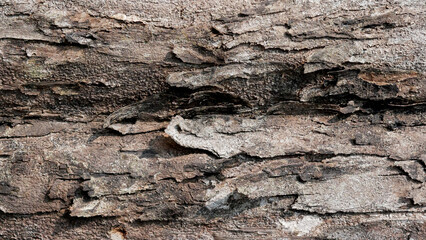 tree bark texture for background with copy space