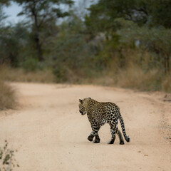 Fototapeta na wymiar Male leopard on the road