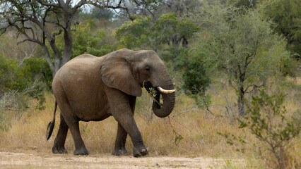 Fototapeta premium African elephant feeding on a branch