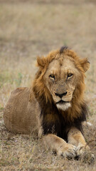 a Mature black mane lion
