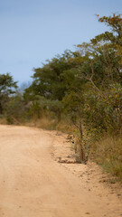 Fototapeta na wymiar Male leopard on the road