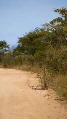 Male leopard on the road