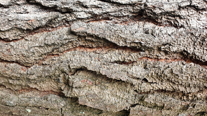 tree bark texture for background with copy space