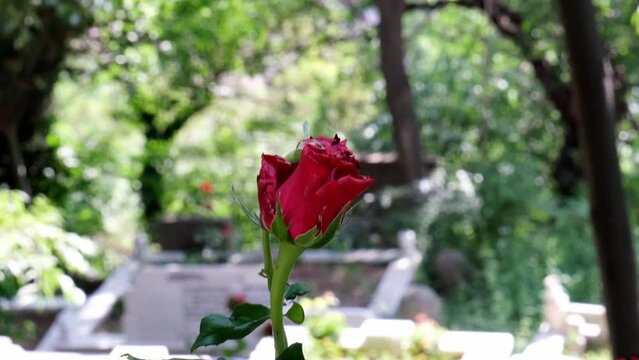 Red rose with cemetery in the background, selective focus, 4k 60 fps graveyard with rose flower, afterlife concept