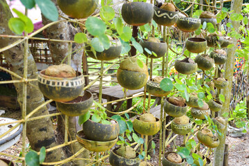 Planting trees in beautiful coconut shells in a farm