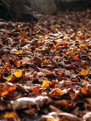 The fallen to the ground yellowed leaves in the sunlight in autumn forest. Selective focus