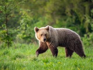 A bear on a blooming meadow