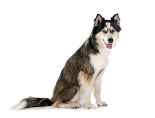 siberian husky in studio © cynoclub