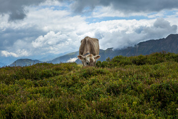 Happy cow free grazing on the Swiss Alps in summer