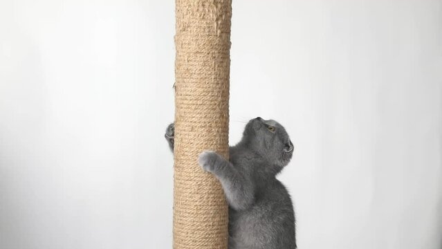 gray kitten scottish fold sharpens its claws