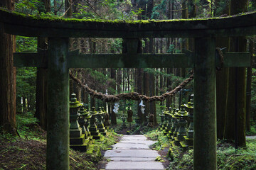 Fototapeta premium 自然の中に佇む鳥居