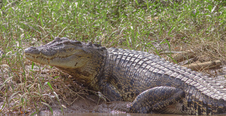 Basking croc; Close up of a crocodile; crocodile jaws; Saltwater crocodile; Crocodile with its mouth open basking in the sun; crocodiles resting; Saltwater crocodile from Sri Lanka