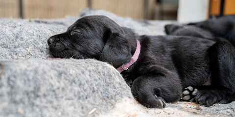 Adorable labrador puppy sleeping