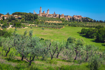Fototapeta na wymiar Beautiful San Gimignano view from the olive plantation, Tuscany, Italy