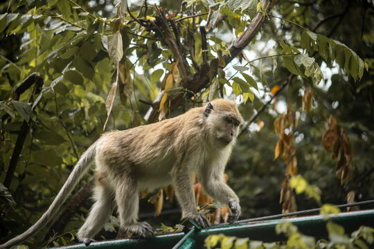 Close up photo of monkey on the fence
