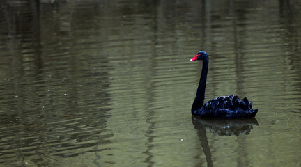 Black swan standing on water