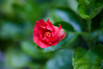 close-up view of red hibiscus flower	blooming on green leaf
