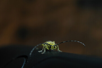 Green insect in closeup