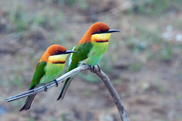 Colorful lovely couple birds on a branch. Bee eater on a branch.