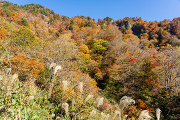 紅葉真っ盛りの白山国立公園・蛇谷自然観察園