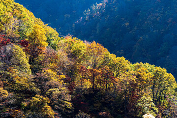 Naklejka na ściany i meble 紅葉真っ盛りの白山国立公園・蛇谷自然観察園
